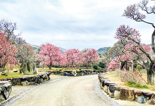 日本庭園 南楽園