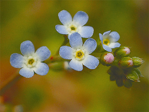 県総合科学博物館ロビー展「森に親しむ博物館」