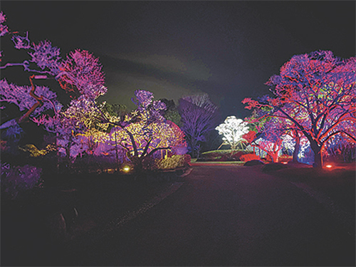 春はもうすぐ！「南楽園梅まつり」開催