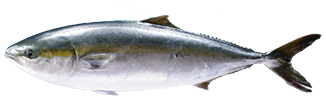 Yellowtail (Buri)