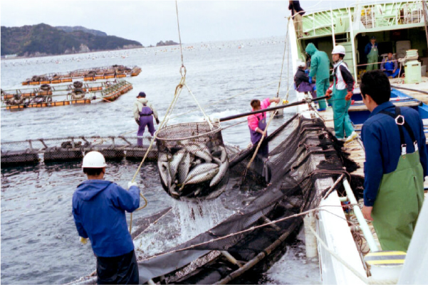 In Ehime, Most Japanese Yellowtail is Aquacultured