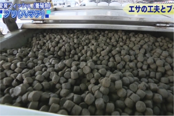 Balanced Diets to Raise Delicious Japanese Yellowtail