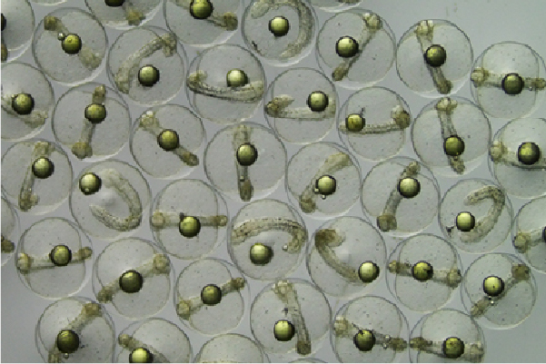 Moving Toward Full Aquaculturing of Japanese Yellowtail