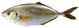 White Trevally (Shima-Aji)