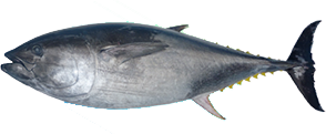 Pacific Bluefin Tuna (Kuro-Maguro)