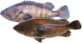 Le mahata (erranidae mahata) et le mérou longues dents kue