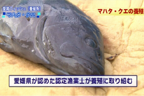 Pisciculture réalisée par des pêcheurs certifiés