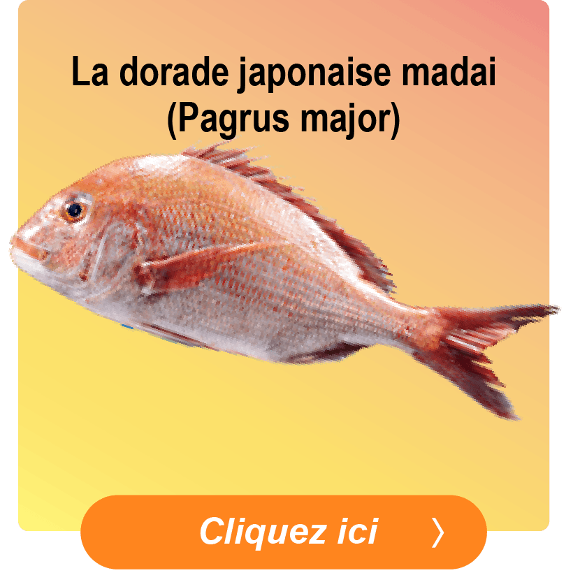 Red Seabream (Madai)