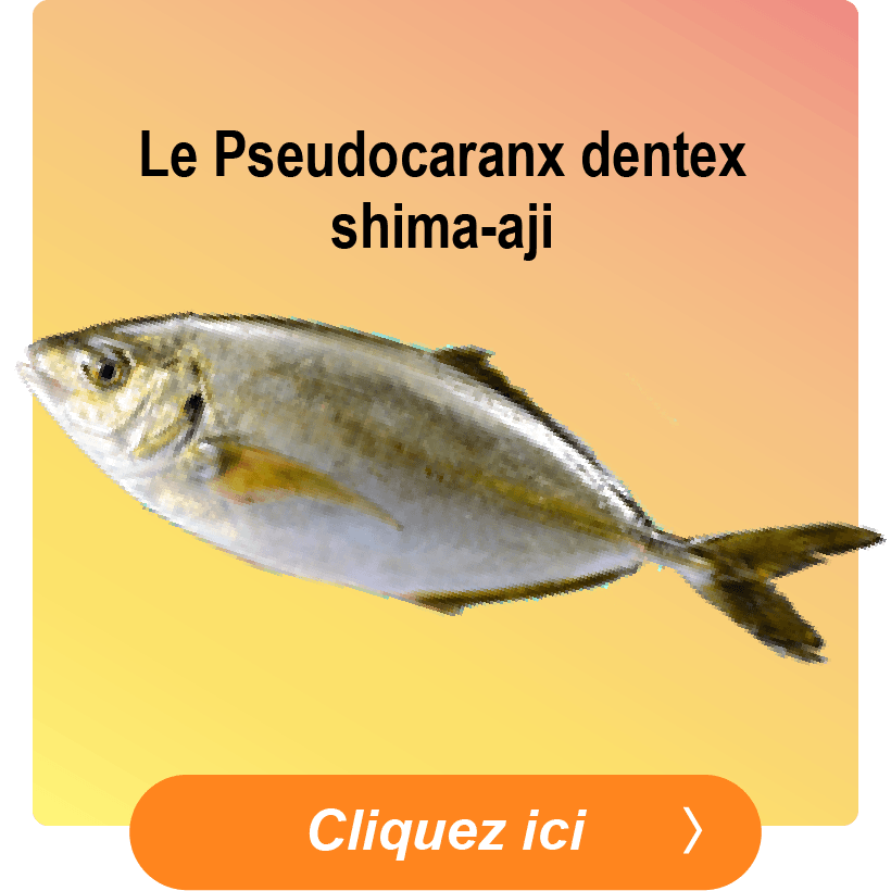 White Trevally (Shima-Aji)