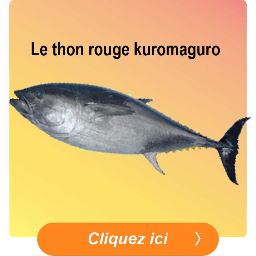 Pacific Bluefin Tuna (Kuro-Maguro)
