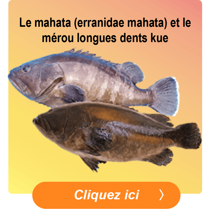 Sevenband Grouper (Mahata) & Longtooth Grouper (Kue)