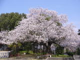 愛媛県研修所の春、桜満開の写真