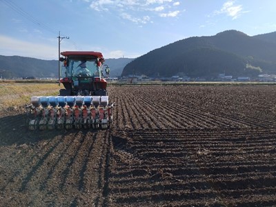 小麦の播種作業