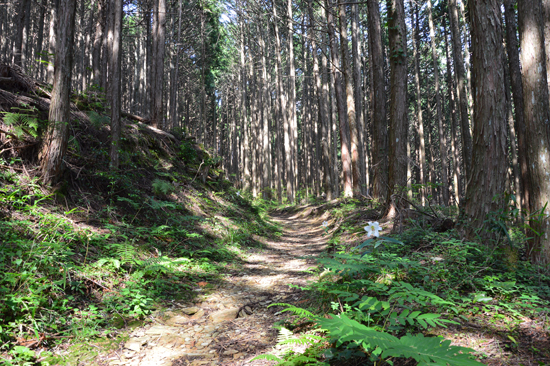 伊予遍路道（岩屋寺道）の画像2