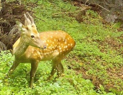 東温市で撮影されたニホンジカ