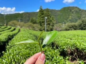 茶葉