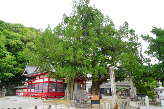 八幡神社のイブキの画像2
