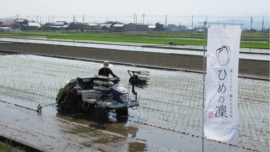 ひめの凜田植え風景