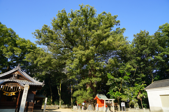 新居浜一宮神社のクスノキ群の画像2