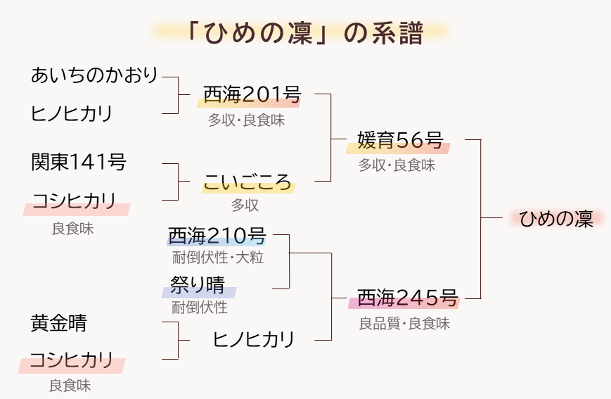 ひめの凜系統図