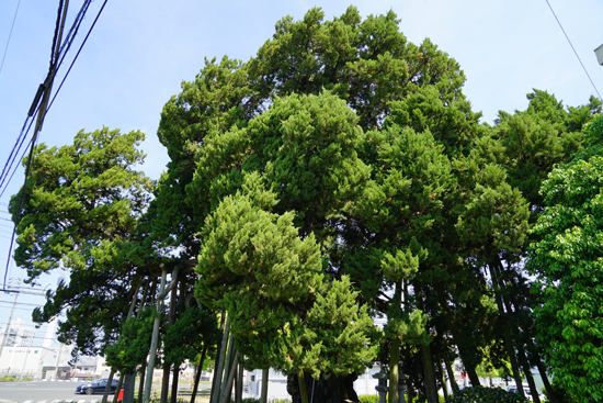 下柏の大柏(イブキ)の画像2