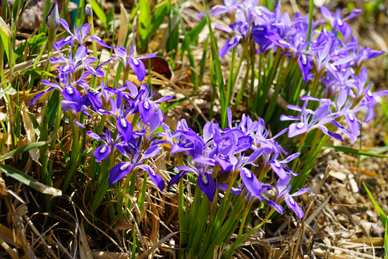 エヒメアヤメ自生南限地帯の画像2