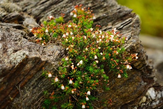 銅山峰のツガザクラ群落の画像3
