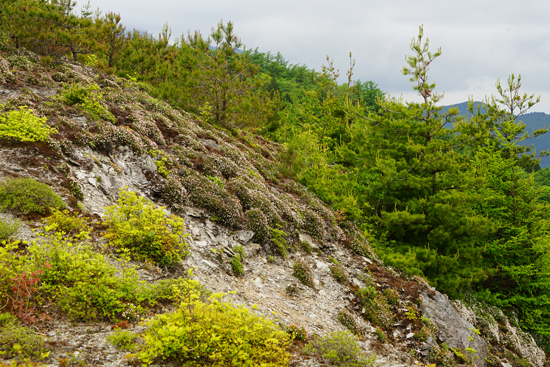 銅山峰のツガザクラ群落の画像4