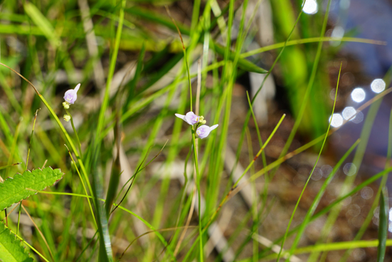 湿地植物の画像3
