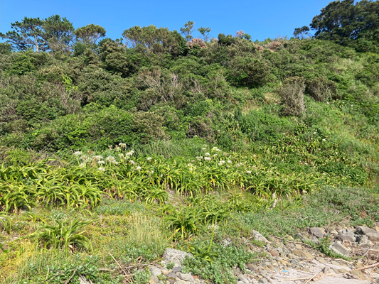 ハマユウの画像2