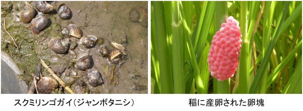 スクミリンゴガイ（HP用）