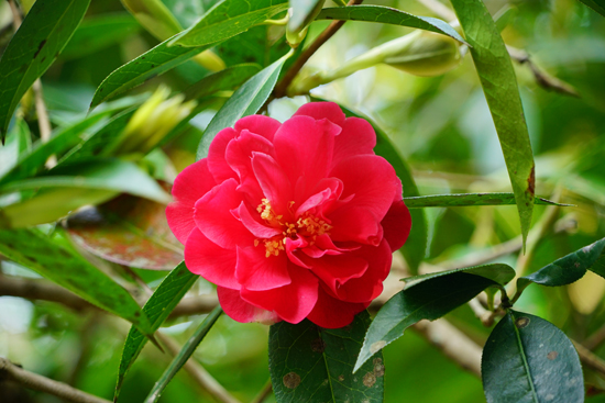トウツバキの画像1