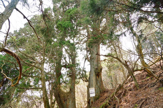 子持ち杉の画像1