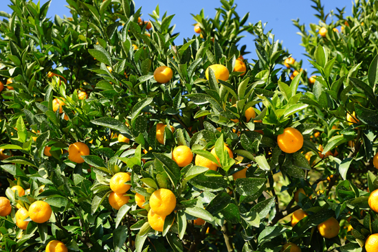 盛口のコミカンの画像2