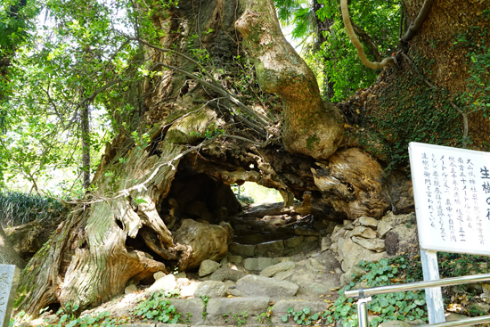 生樹の門(クスノキ)の画像1