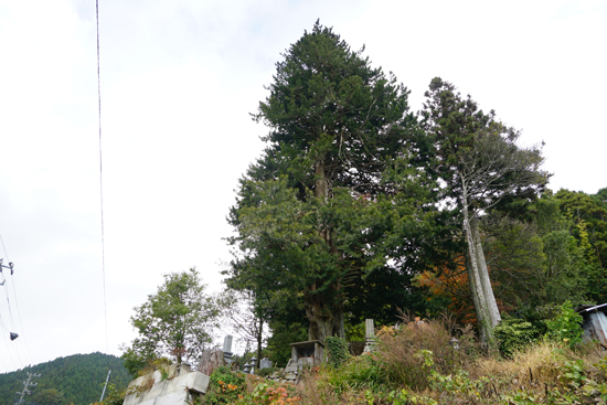 東明神のコウヤマキの画像1