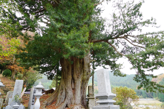 東明神のコウヤマキの画像2