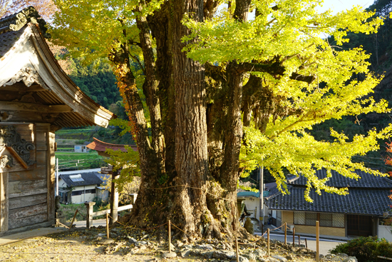 乳出の大イチョウの画像2