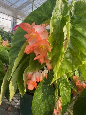 木立ベゴニアの画像