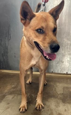 迷い犬　９月２６日収容　雑種　茶色　オス　　中型　四国中央市中曽根町　　顔