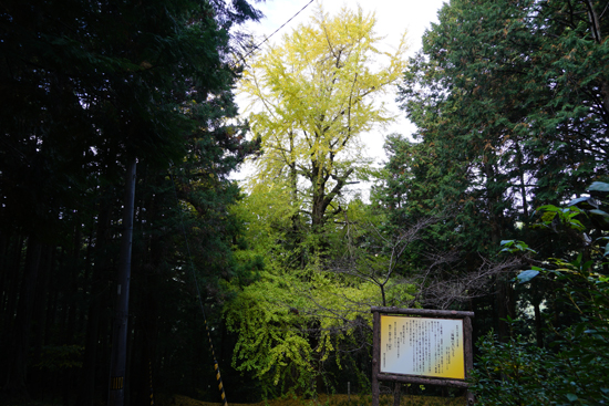 大イチョウの画像1