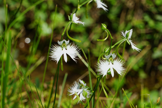 サギソウ自生地の画像1