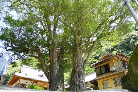 万福寺のイヌマキの画像1