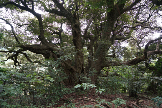 豊茂のスダジイの画像1