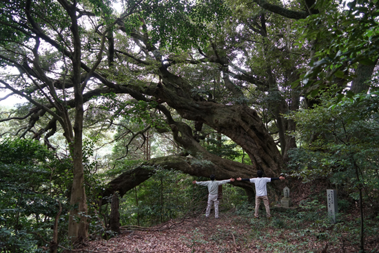 豊茂のスダジイの画像2