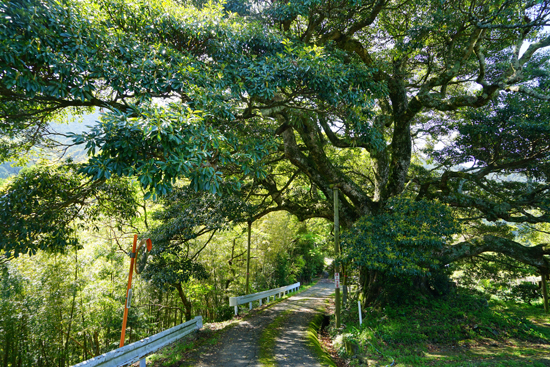 無事喜地のタブノキの画像2