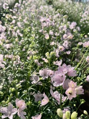 さくらひめの画像