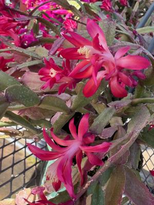 シャコバサボテンの画像