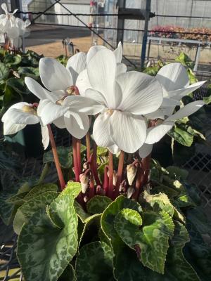 シクラメンの画像