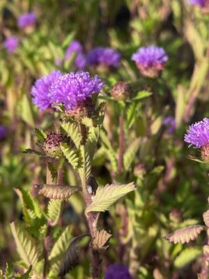 ムラサキルーシャンの画像